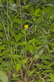 Hispid Buttercup, Ranunculus hispidus