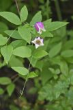 Leather Flower, Clematis viorna