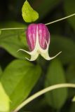 Leather Flower, Clematis viorna