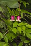 Leather Flower, Clematis viorna