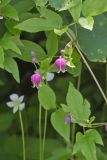 Leather Flower, Clematis viorna