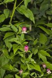 Leather Flower, Clematis viorna