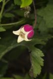 Leather Flower, Clematis viorna