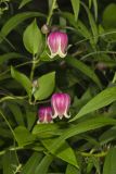 Leather Flower, Clematis viorna