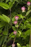 Leather Flower, Clematis viorna