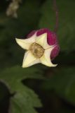 Leather Flower, Clematis viorna