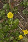 Lesser celandine, Ficaria verna