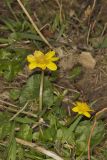 Lesser celandine, Ficaria verna