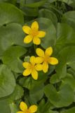 Marsh Marigold, Caltha palustris