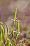 Mouse-tail, Myosurus minimus