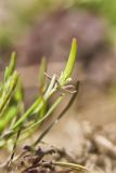 Mouse-tail, Myosurus minimus