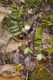 Round-lobed Hepatica, Hepatica americana