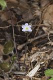Round-lobed Hepatica, Hepatica americana