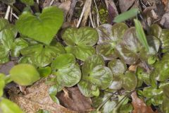 Round-lobed Hepatica, Hepatica americana