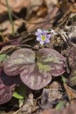 Round-lobed Hepatica, Hepatica americana