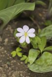 Rue Anemone, Anemonella thalictroides