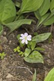 Rue Anemone, Anemonella thalictroides