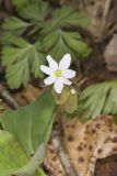 Rue Anemone, Anemonella thalictroides