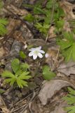 Rue Anemone, Anemonella thalictroides
