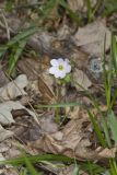 Rue Anemone, Anemonella thalictroides