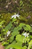 Rue Anemone, Anemonella thalictroides