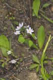 Rue Anemone, Anemonella thalictroides