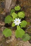 Rue Anemone, Anemonella thalictroides