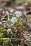 Rue Anemone, Anemonella thalictroides