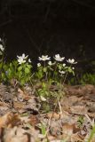 Rue Anemone, Anemonella thalictroides