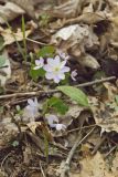 Rue Anemone, Anemonella thalictroides