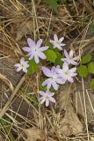 Rue Anemone, Anemonella thalictroides