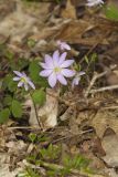Rue Anemone, Anemonella thalictroides
