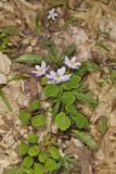 Rue Anemone, Anemonella thalictroides