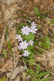 Rue Anemone, Anemonella thalictroides