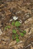 Rue Anemone, Anemonella thalictroides