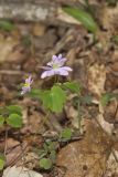 Rue Anemone, Anemonella thalictroides
