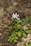 Rue Anemone, Anemonella thalictroides