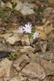 Rue Anemone, Anemonella thalictroides