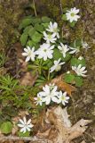 Rue Anemone, Anemonella thalictroides