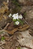 Rue Anemone, Anemonella thalictroides