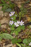 Rue Anemone, Anemonella thalictroides