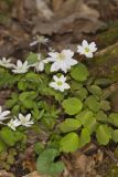 Rue Anemone, Anemonella thalictroides