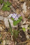 Rue Anemone, Anemonella thalictroides