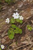Rue Anemone, Anemonella thalictroides