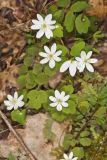Rue Anemone, Anemonella thalictroides