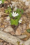 Rue Anemone, Anemonella thalictroides
