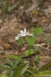 Rue Anemone, Anemonella thalictroides