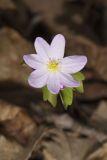 Rue Anemone, Anemonella thalictroides