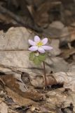 Rue Anemone, Anemonella thalictroides