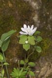 Rue Anemone, Anemonella thalictroides